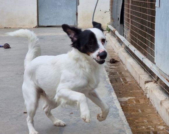 Kurro adopté 21.05.22