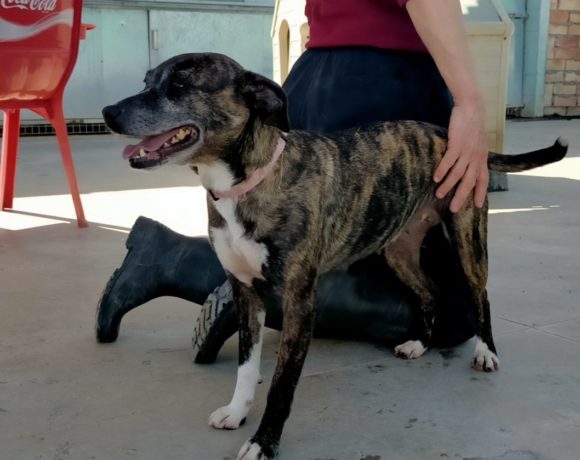 Tara adoptée 10.12.22