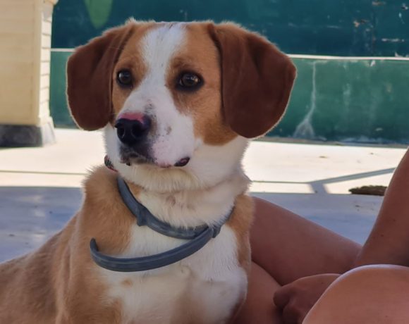 Rizzo adopté 10.09.2022