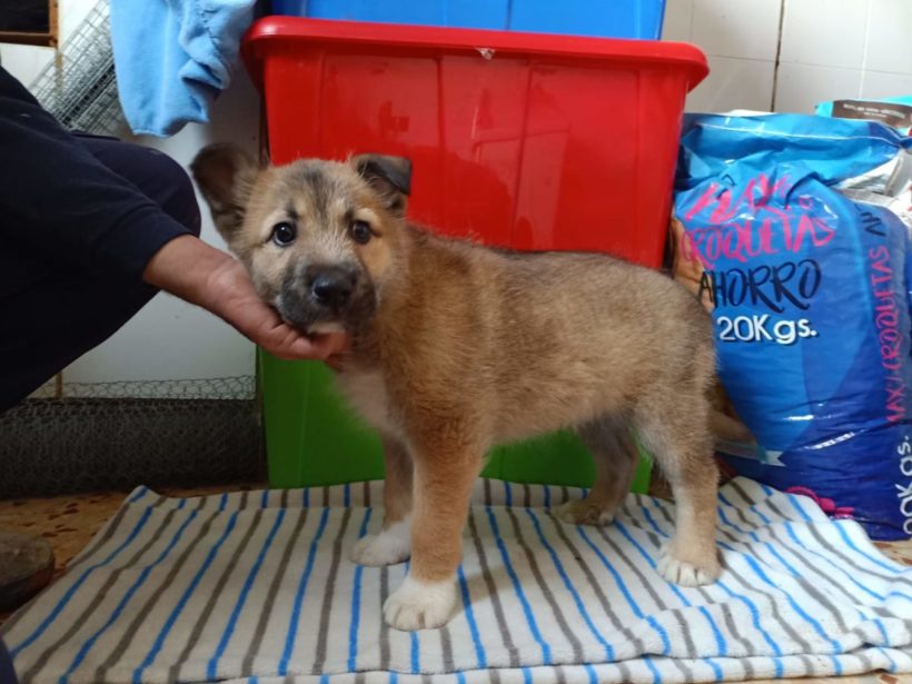 Alf adopté 25.02.23