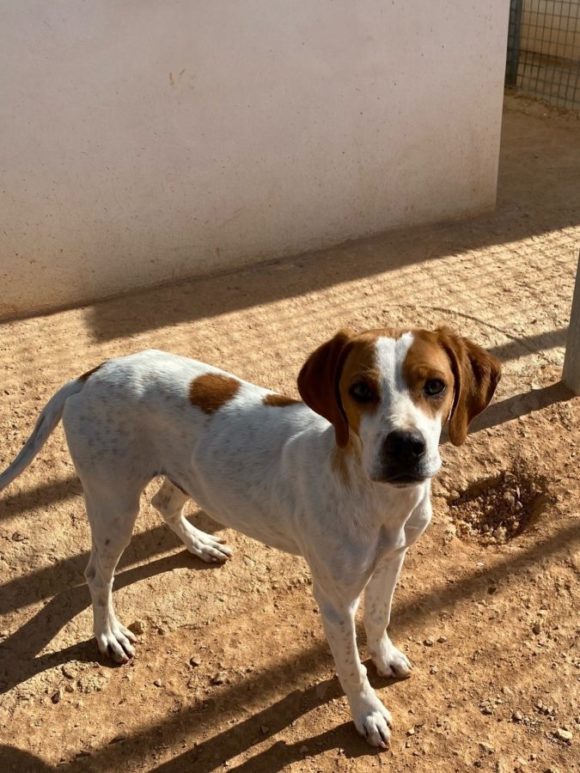 Durky adopté 17.01.26