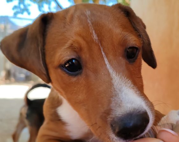 Duende adopté 24.10.23