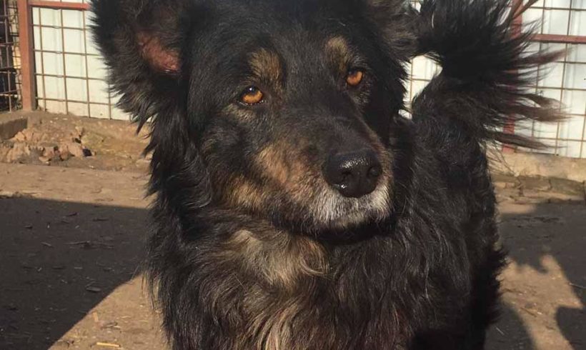 Tibo – association Nobody’s dog Tibo – association Nobody’s dog