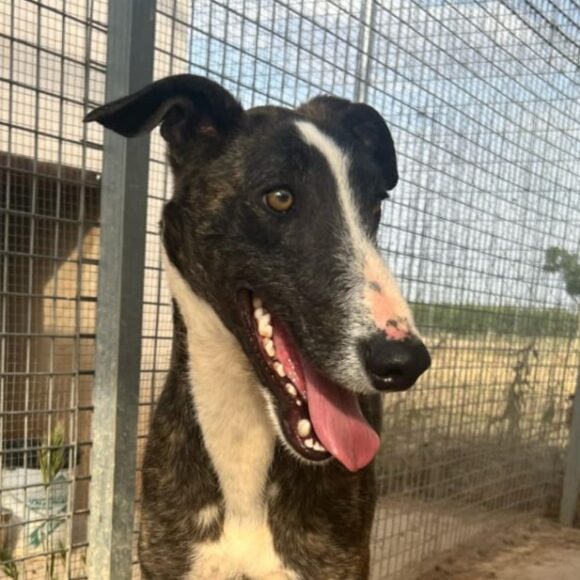 Barnie adopté 18.10.25