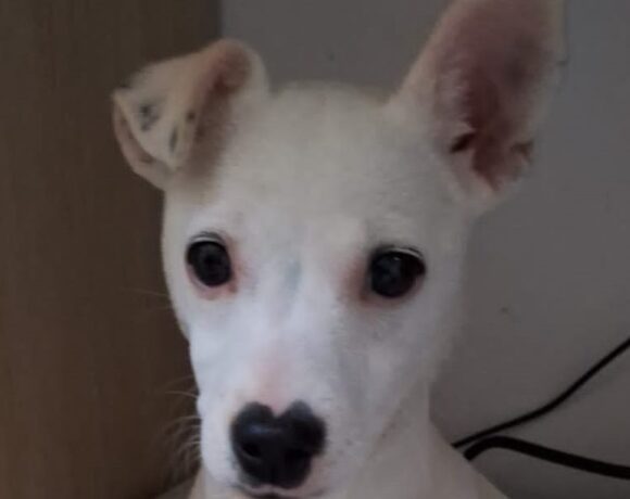 Gerdi adopté 13.07.24