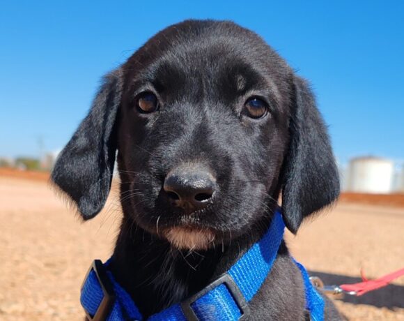 Asia adoptée 14.12.24