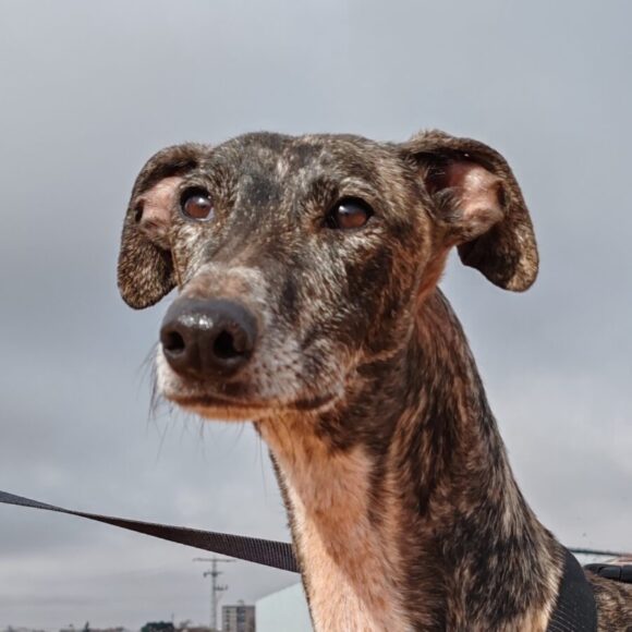 Alma adoptée 14.06.25