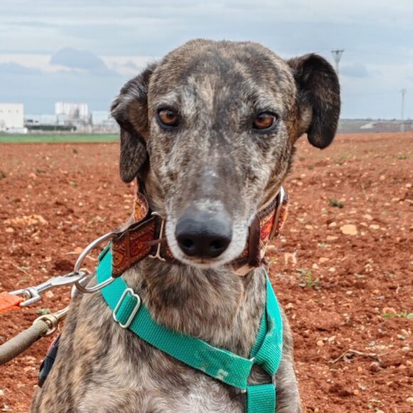 Selma adoptée 13.12.2025