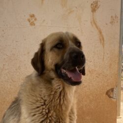 Susi