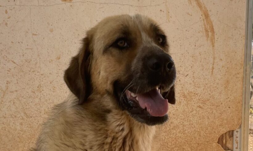 Susi
