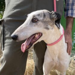 Zania