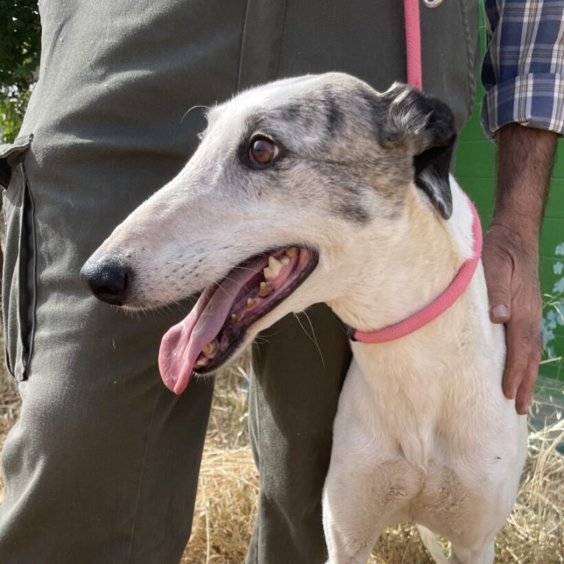 Zania