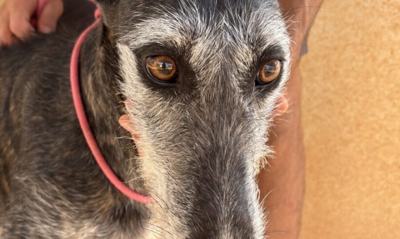 Barbi