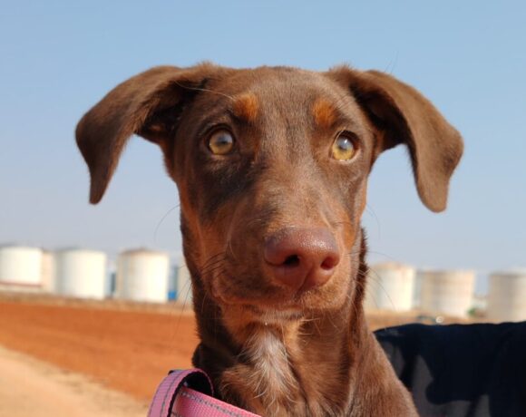 Rubi adoptée