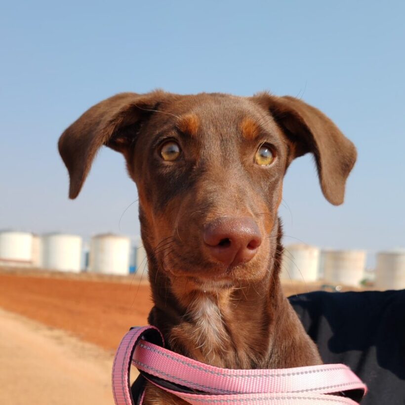 Rubi adoptée