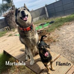 Filemon & Mortadela duo inséparable