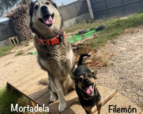 Filemon & Mortadela duo inséparable Filemon & Mortadela duo inséparable