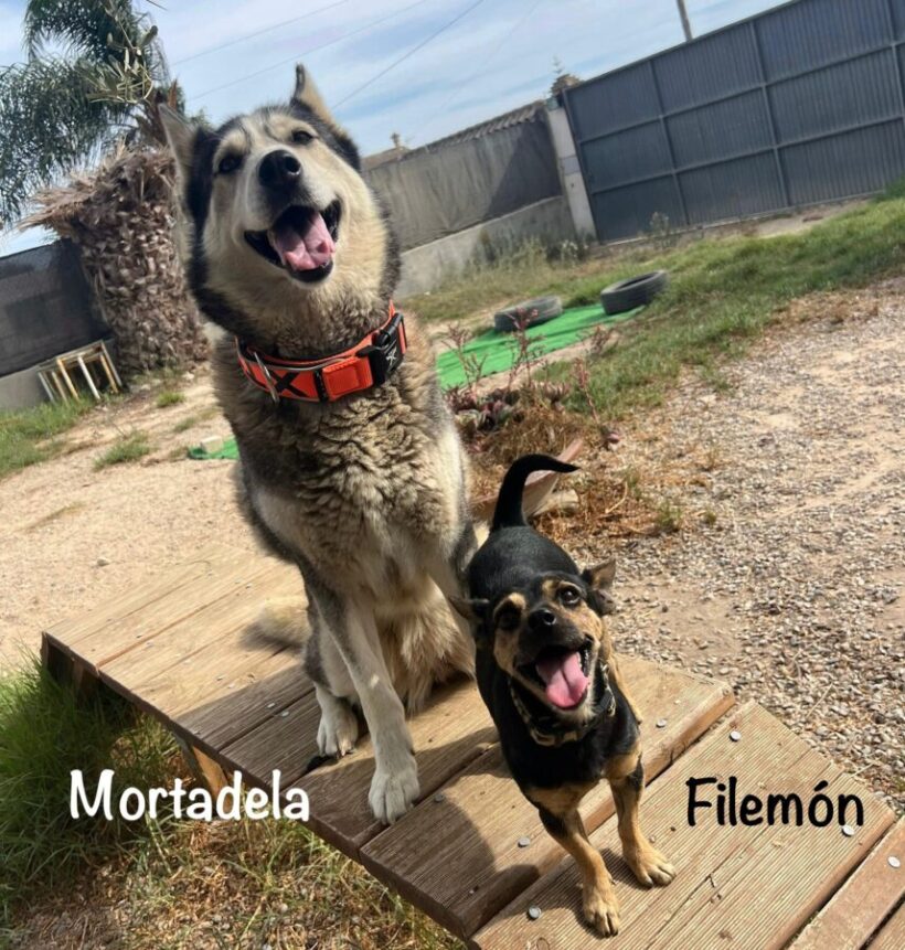 Filemon & Mortadela duo inséparable