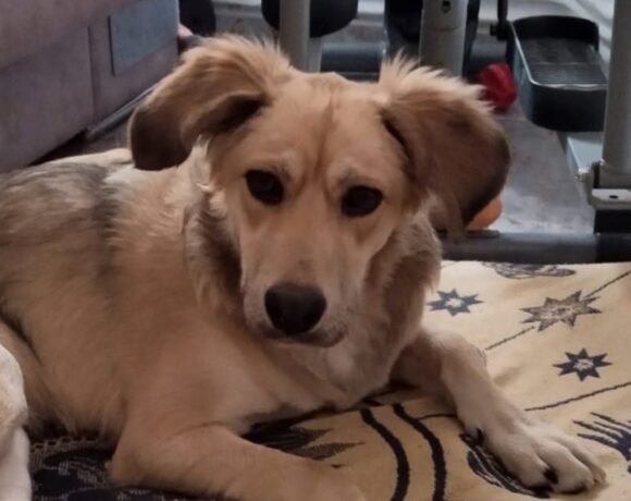 Noa – urgence Noa – urgence