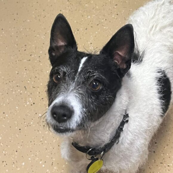 Mia adoptée 03.02.2026