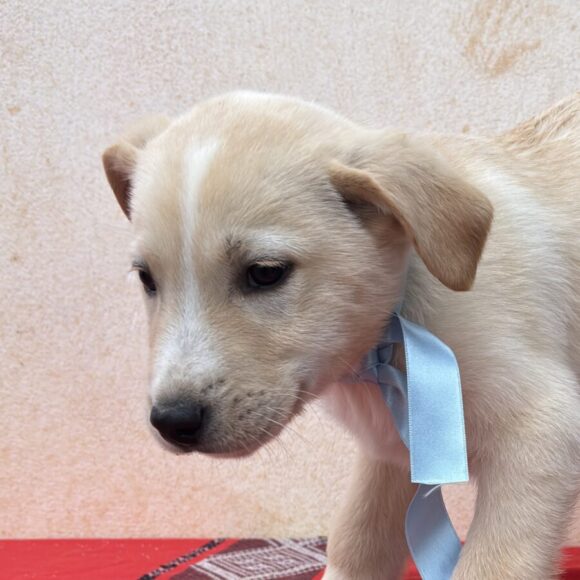 Rocky adopté 06.06.2026