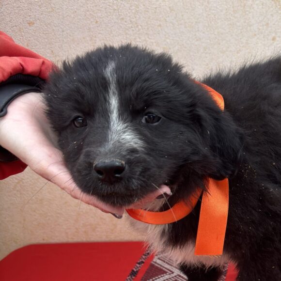 Socke adoptée 11.04.26