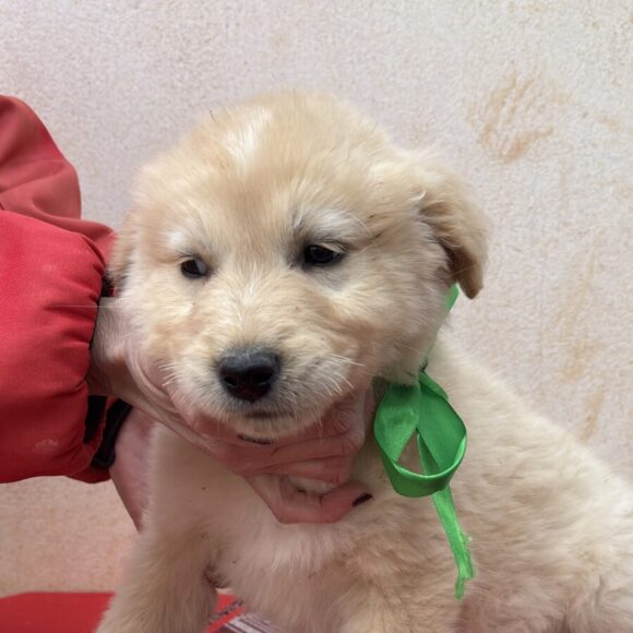 Teddy adopté 11.04.26