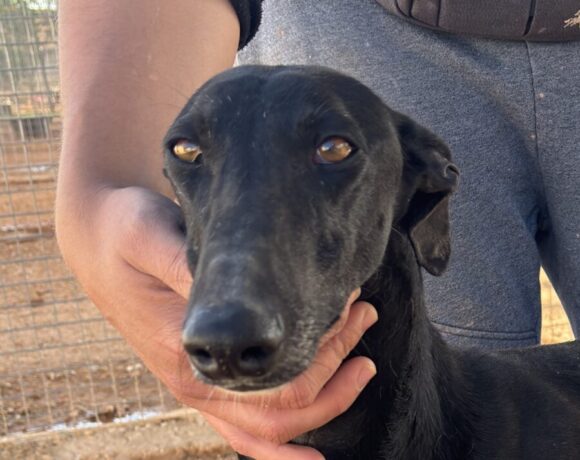 Paloma