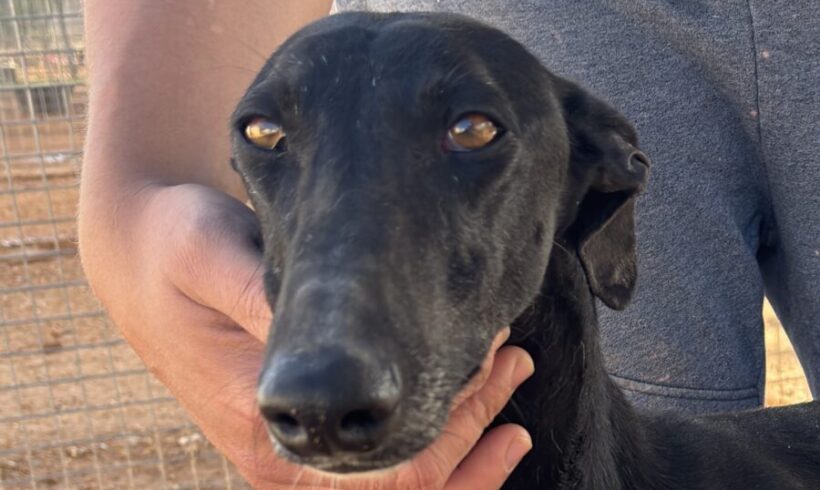 Paloma