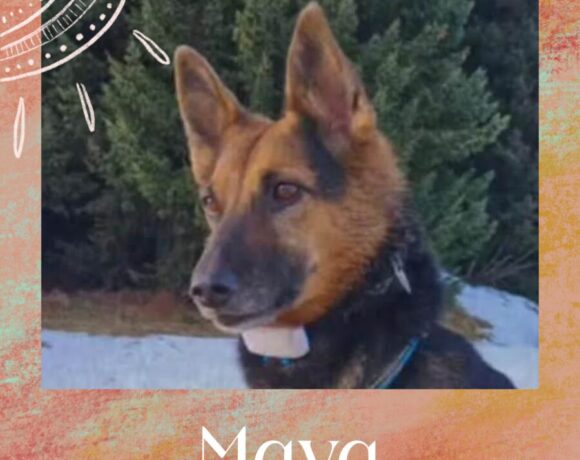 Maya à replacer Maya à replacer