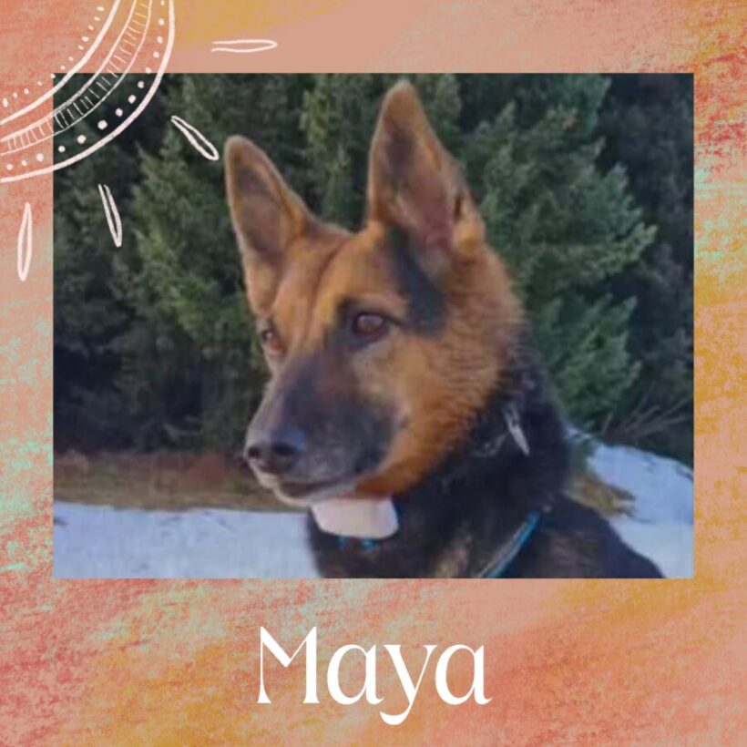 Maya à replacer Maya à replacer