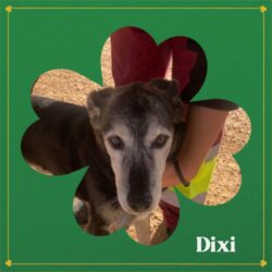 Dixi – urgence