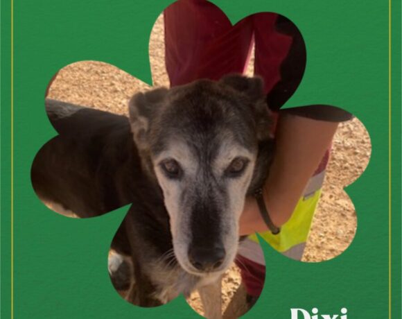 Dixi – urgence Dixi – urgence