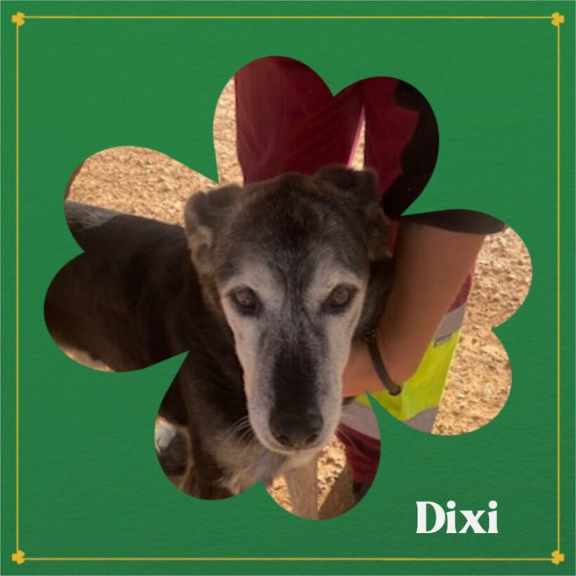 Dixi – urgence Dixi – urgence